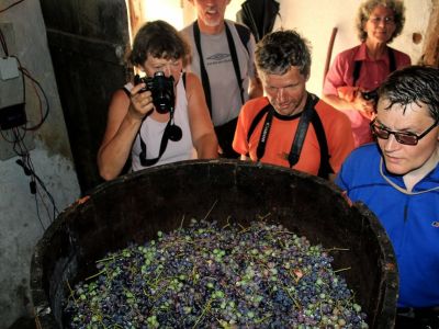 Albanien Weintrauben Wanderurlaub