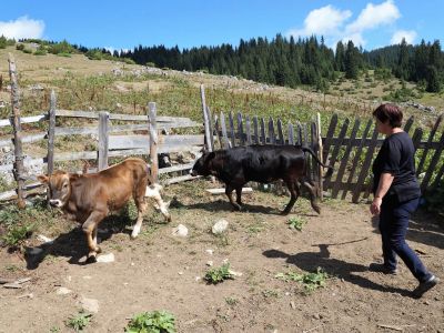 alm wanderung berge montenegro