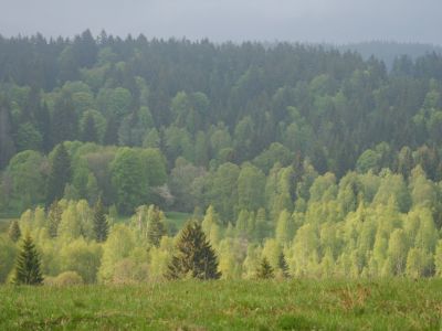 Wandern im bayerischen Wald mit Eseln Familie