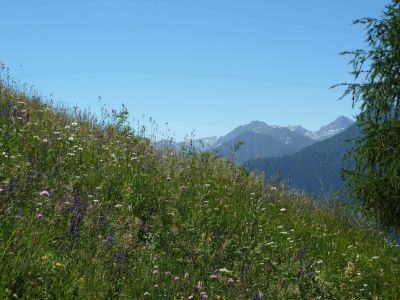 Eine der vielen herrlichen Gebirgswiesen auf der Italien-Wanderreise