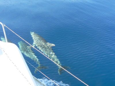 segeln mit kindern in dalmatien kroatien delfine