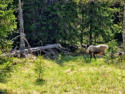 natur-reisen-rentiere-schweden