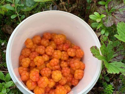 Moltebeeren Schweden Familienurlaub Outdoor