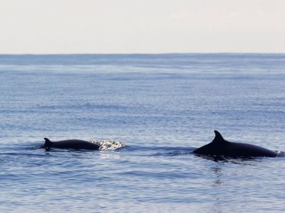 whale watching oceano la gomera 