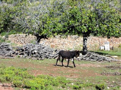 finca wandern mallorca esel