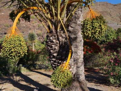 bio finca el cabrito naturnah nachaltig