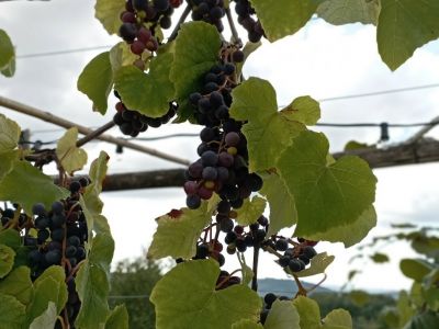 selbst produzierter wein bio landhaus 