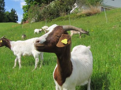 Natururlaub mit Yoga in den Chiemgauer Alpen