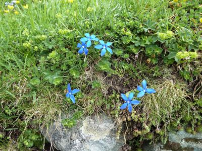 Enzian im Monte Rosa Massiv beim Etappenwandern 