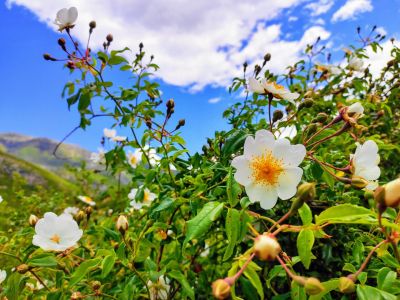 wanderreise albanien wildblumen