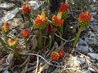 Sardinien Blumen Wanderreise