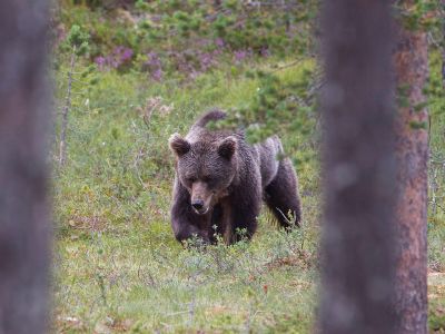 baer-beobachtung-schweden
