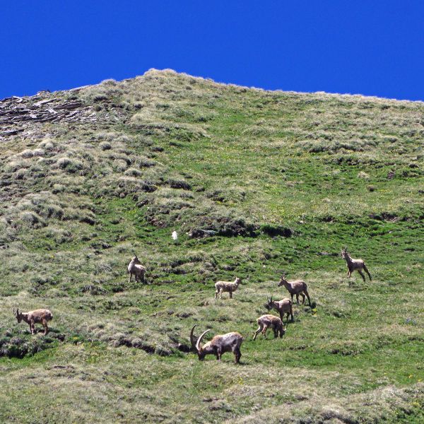 Wandern im Naturpark Queyras - S�dalpen/Frankreich