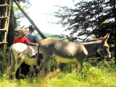 wandern mit eseln bayerischer wald mit kindern