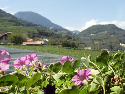 blhende Blumen berall auf der Wanderreise