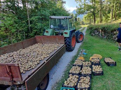 Kartoffel Ernte auf dem Biohof Slowenien