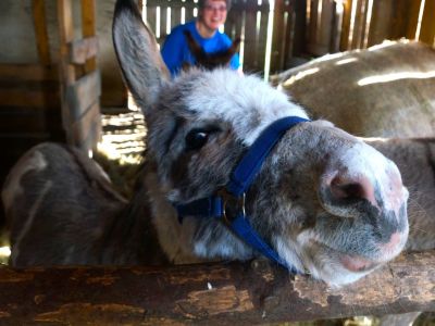 Esel im Stall neugierig schnuppert wandern mit eseln