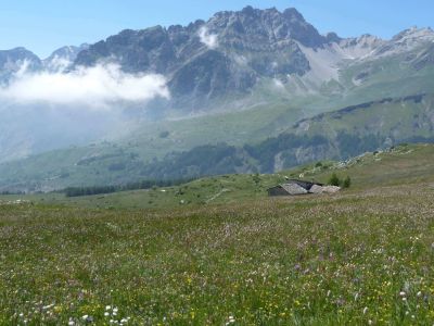 Blhende Bergwiesen - eine Pracht!