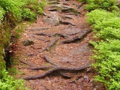 wandern bayerischer wald mit esel wurzeln steine achtung