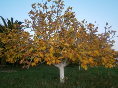 Bio-Bauernhof Agrotourismus Korfu Vraganiotika - Feigenbaum