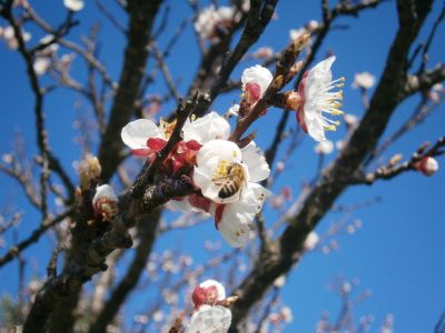 Bio-Bauernhof Agrotourismus Korfu Vraganiotika - bienen