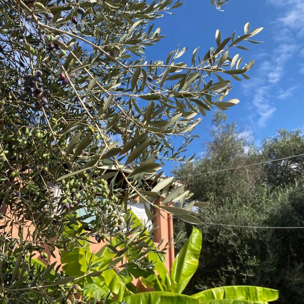 Im Honigtal auf Korfu - Familienurlaub Griechenland