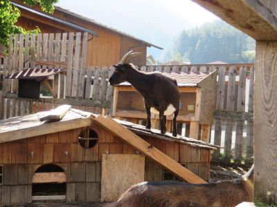 familienurlaub in tirol actionurlaub steichelzoo ziegen tiernaher urlaub